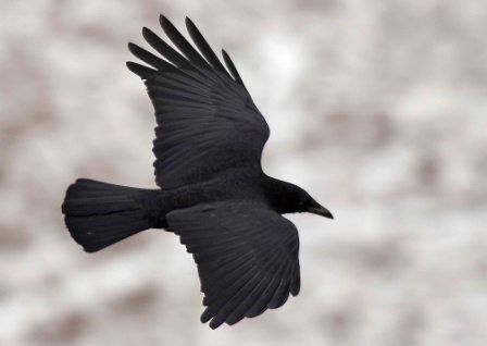 Corbeau